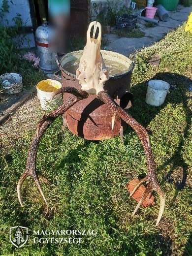 Orvvadászat -Több millió forint értékben lőttek ki trófeás szarvasbikákat - köztük egy önkormányzati vezető is - Fotók